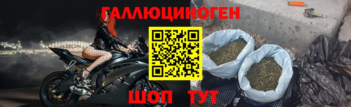Псилоцибиновые грибы Psilocybe Химки